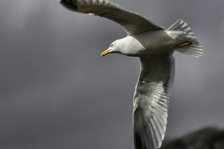 Seagull flying over white background