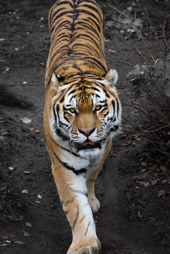 Portrait of tiger in zoo