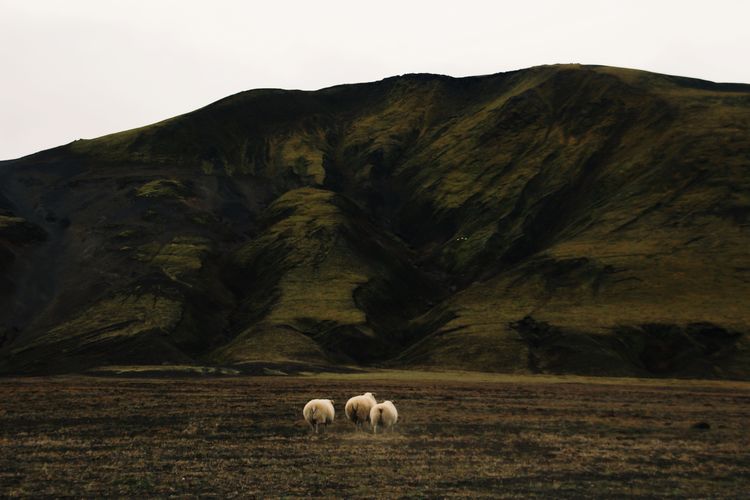 View of a sheep on a field