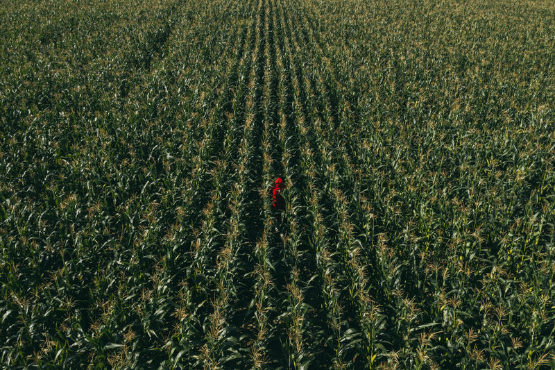 Full frame shot of crops growing on field