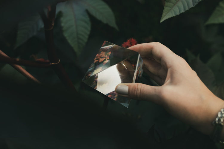 Cropped hands of woman holding prism against flowering plant