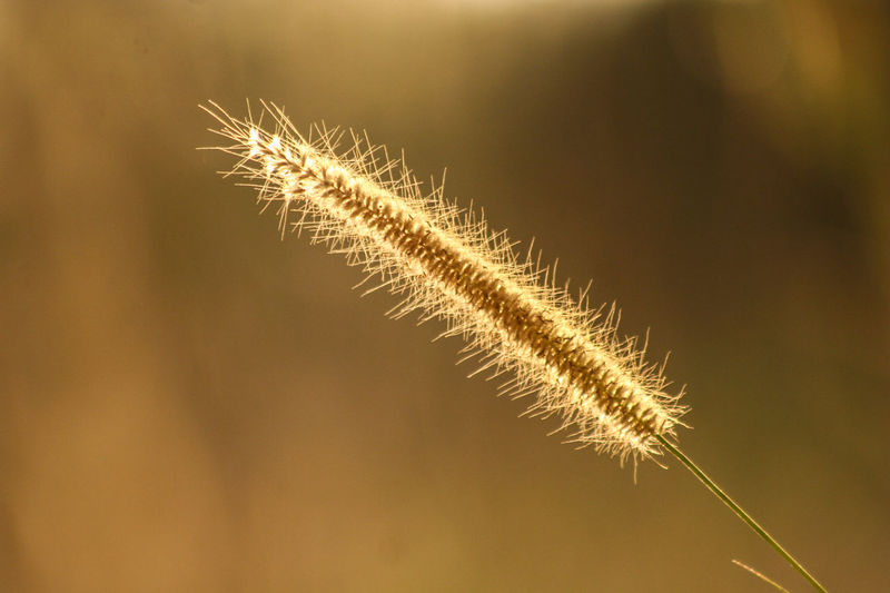 Close-up of single wheat stalk