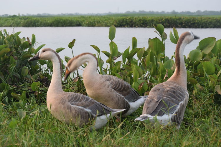 View of ducks on grassy field