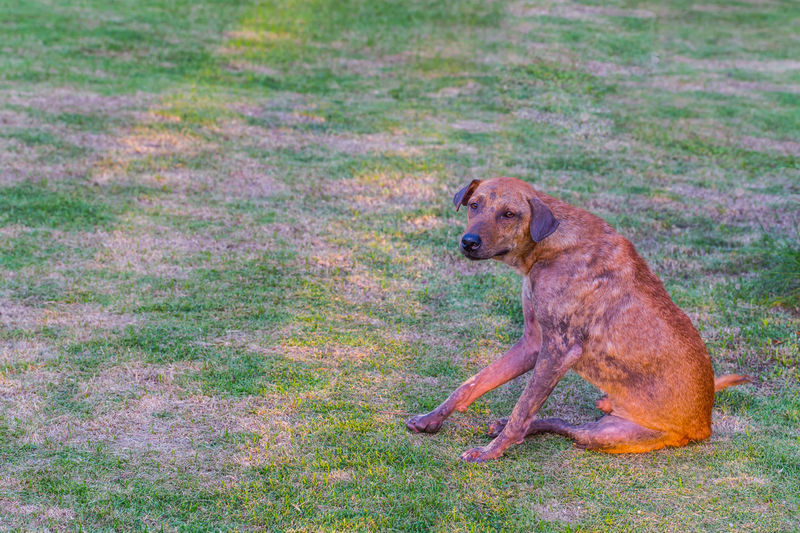 Dog sitting on field