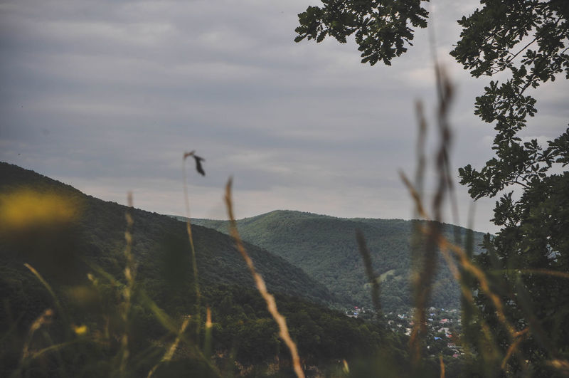 Plants growing on land against sky