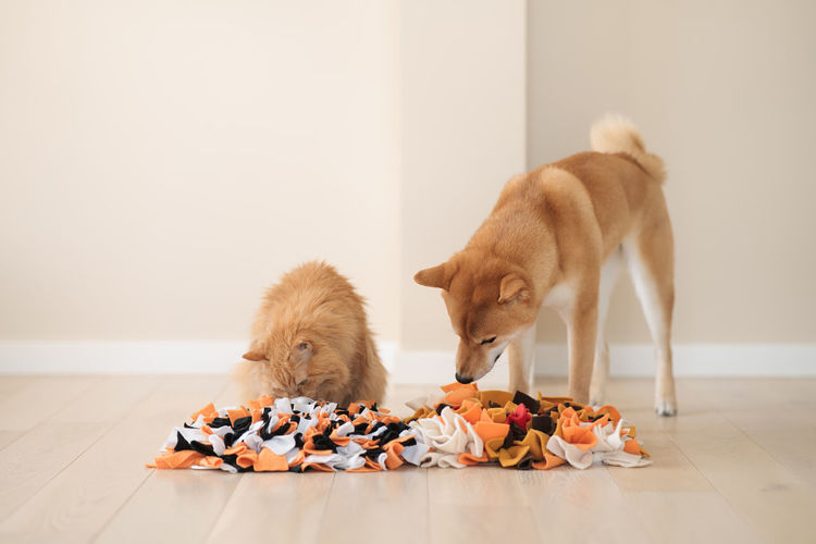 Competition between a cat and a dog. finding treats in homemade educational snuffle mats for pets.
