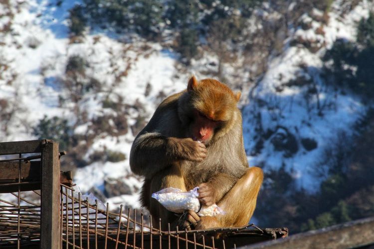 Brown color monkey eating food while sitting over cage