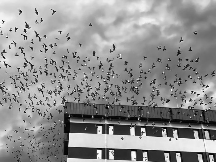 Birds on the sky