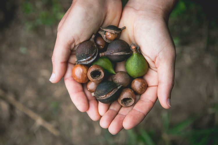Hands show macadamia nut, agroforestry, in serra da mantiqueira, mg, brazil.