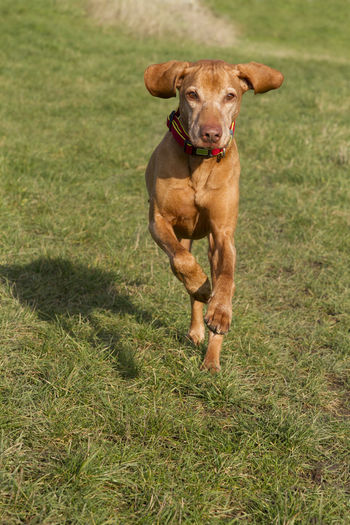 Active dog magyar vizsla running in a meadow