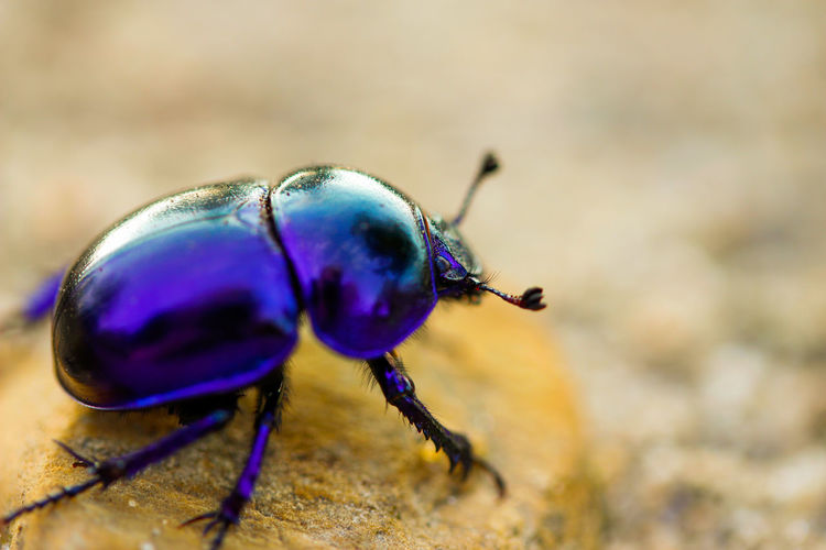 Close-up of insect