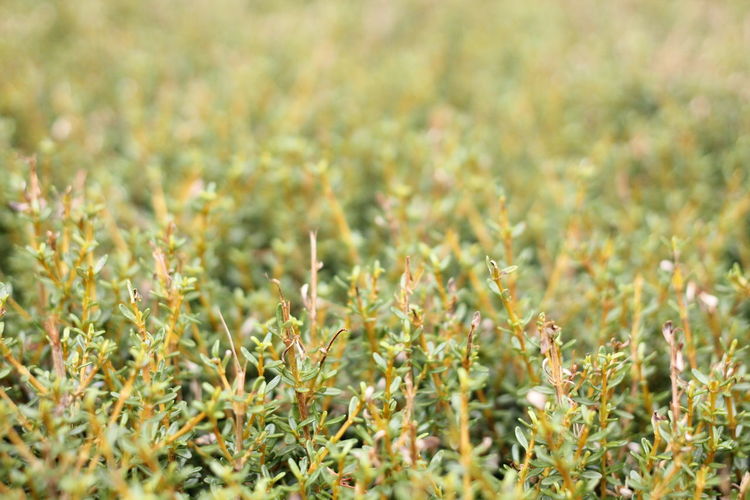 Close-up of plants growing on field
