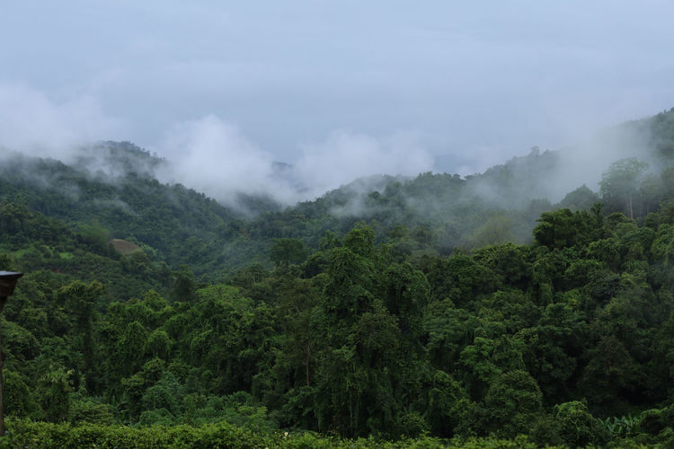 forest