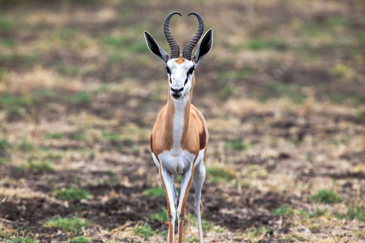 Portrait of oryx standing on field