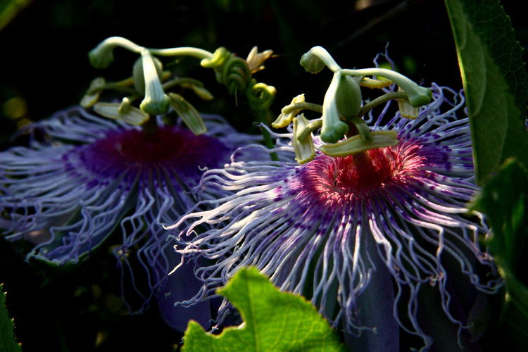 Close-up of passion flowers