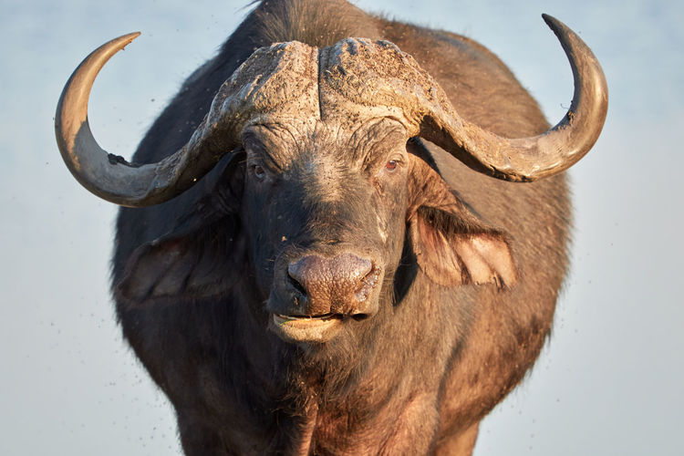 Close-up portrait of a african buffalo