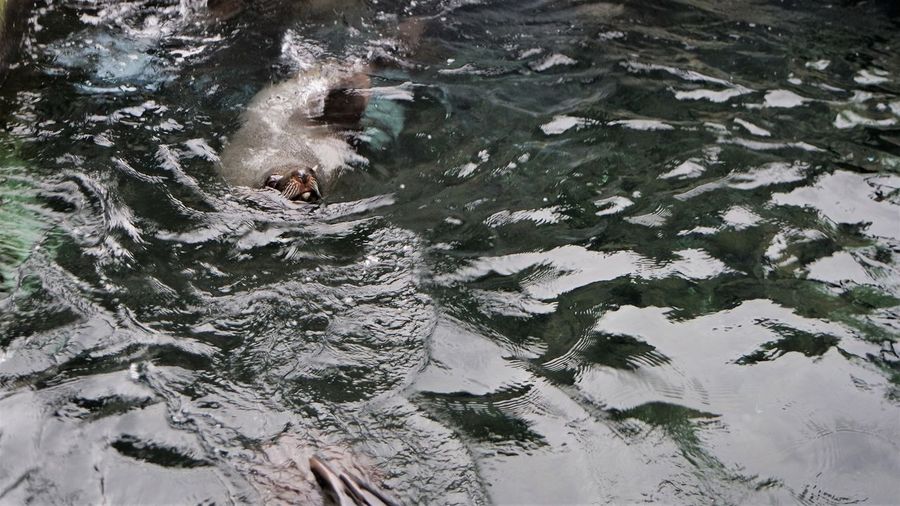 High angle view of seal in river during winter