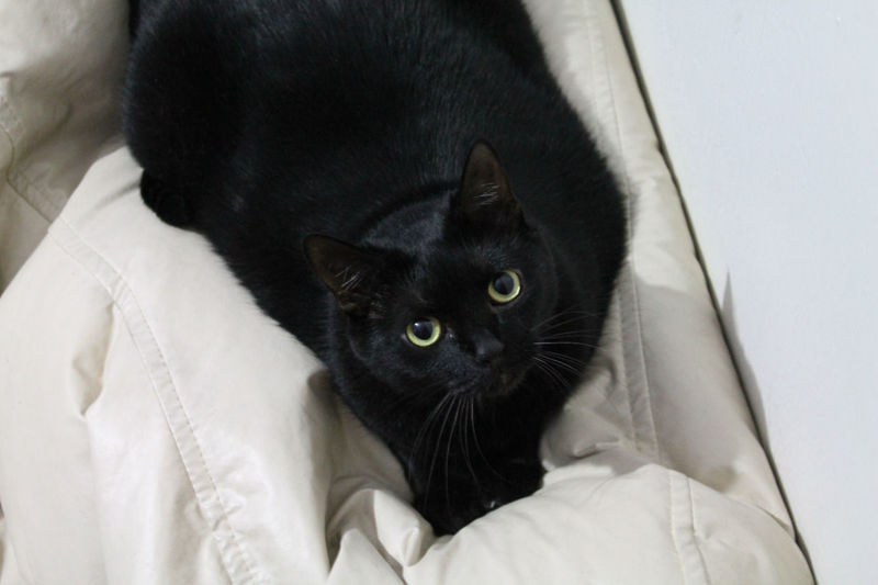 Portrait of black cat on bed