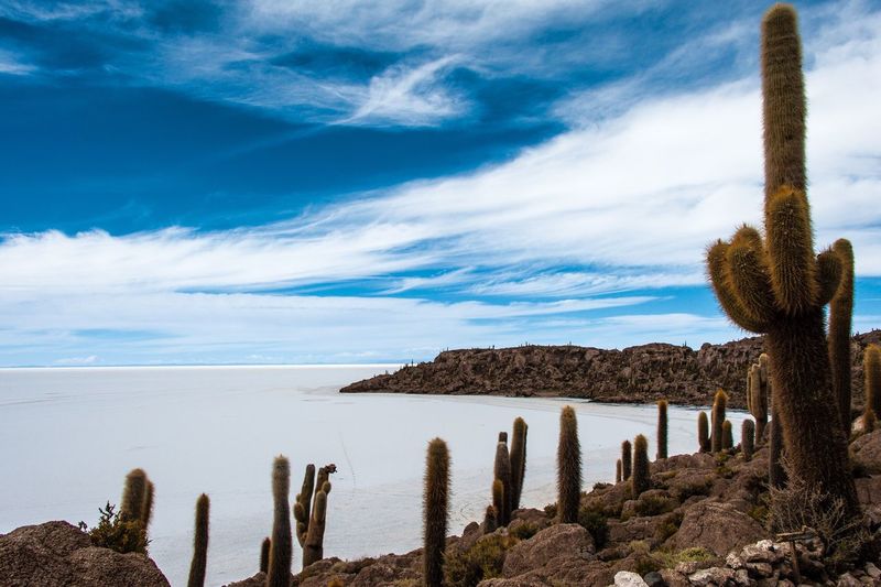 Saguaro cactus growing on field by salt pan against sky at salar de uyuni