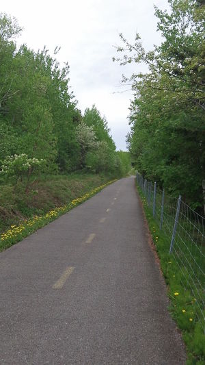 Road amidst trees against sky