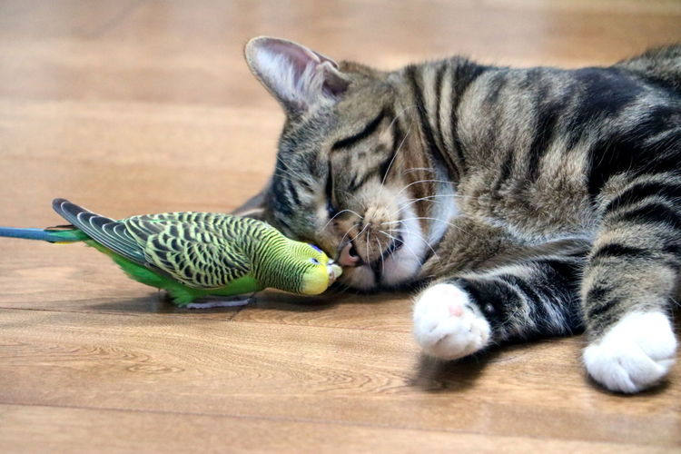 Close-up of cat lying on floor