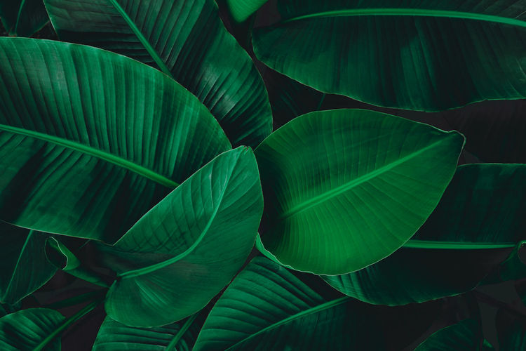 Full frame shot of leaf