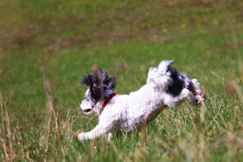 Scenic view of a running small dog
