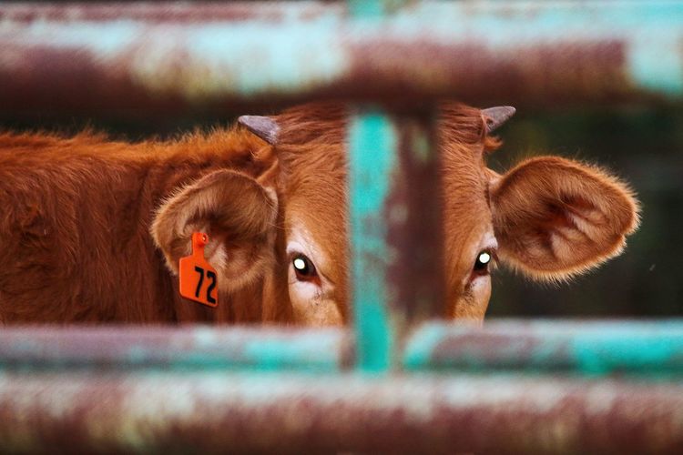Portrait of cow seen through rusty fence