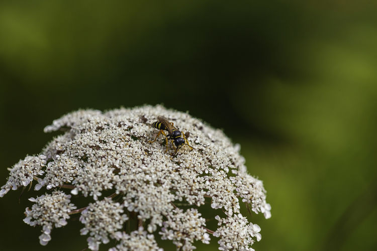 Close-up of insect on plant