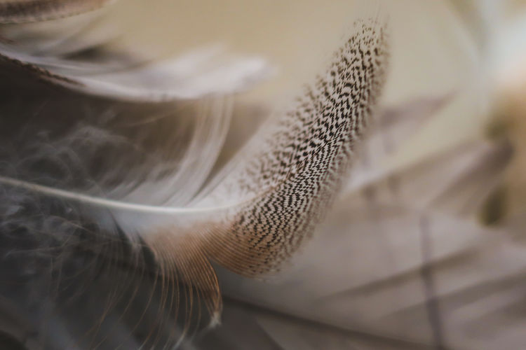 Close-up of white feather, softness, fragility, gentleness, feminine, sexy, background, neutrals