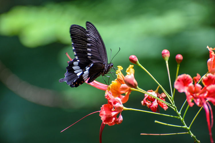 Close-up of butterfly pollinating flowers
