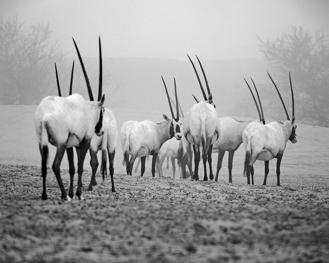 Arabian oryxs in a field