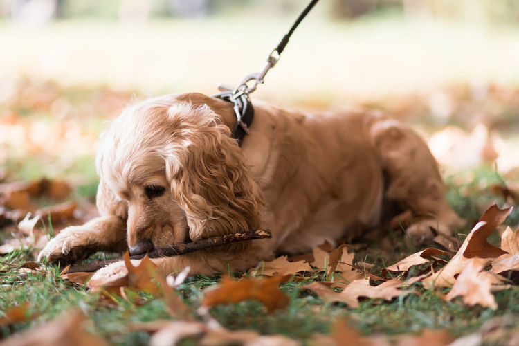 A brown cocker spaniel on a leash lies on green grass strewn with dry autumn leaves