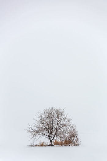 Bare tree on snow covered field against clear sky