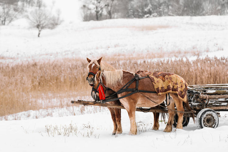 View of horses on snowy field during winter