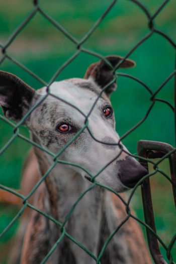 Close-up of a dog looking through chainlink fence