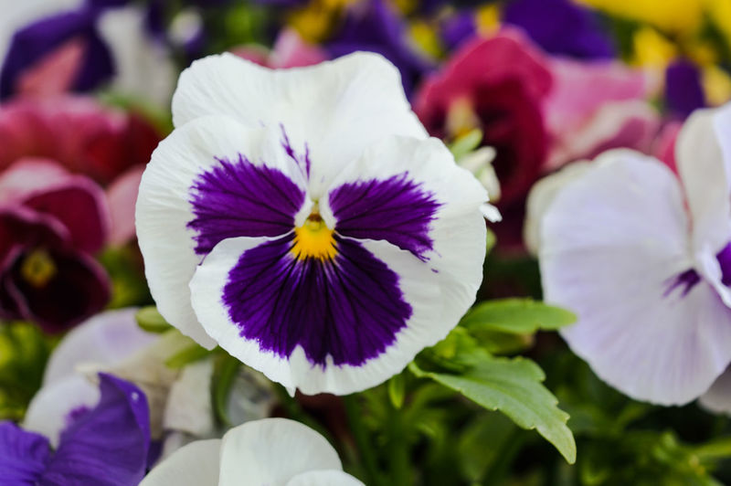 Close-up of purple flowers in field