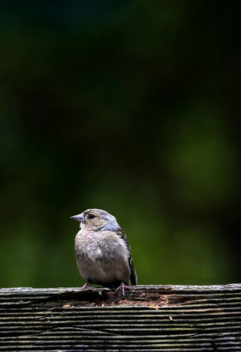 Close-up of bird perching on wooden railing