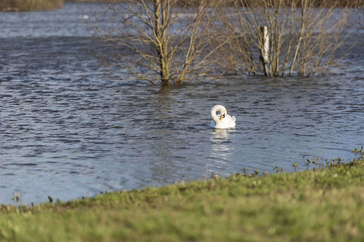 Swan floating on lake