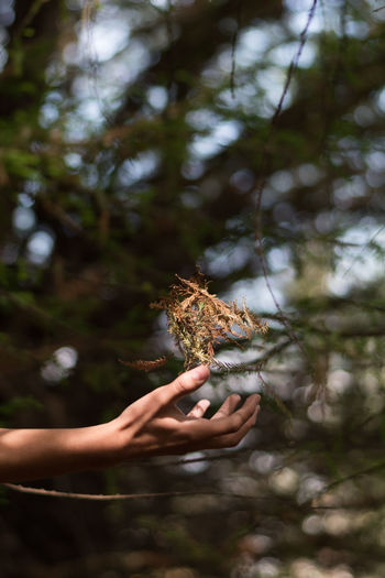 Close-up of human hand catching leaves