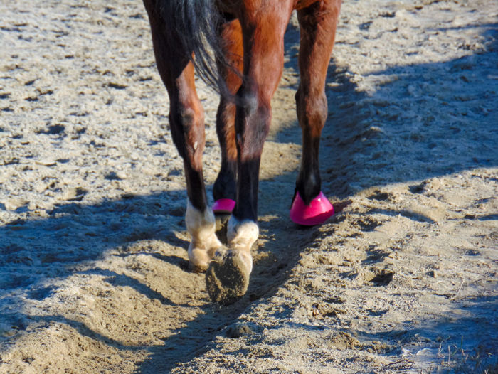 Low section of horse on beach