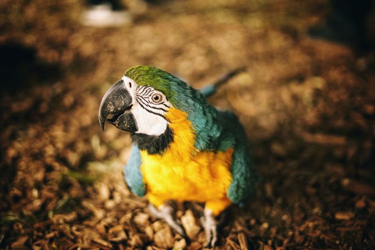 Close-up of a parrot