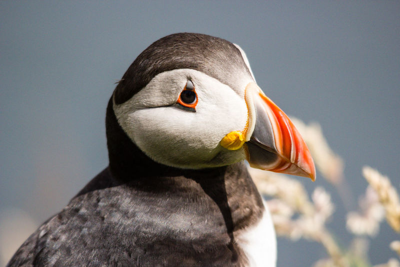 Close-up portrait of puffin against blurred background