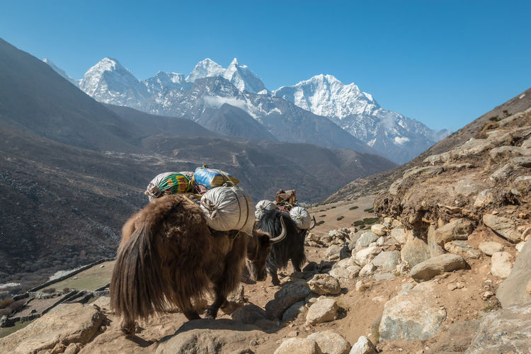 Rear view of mammals carrying luggage while walking on mountain