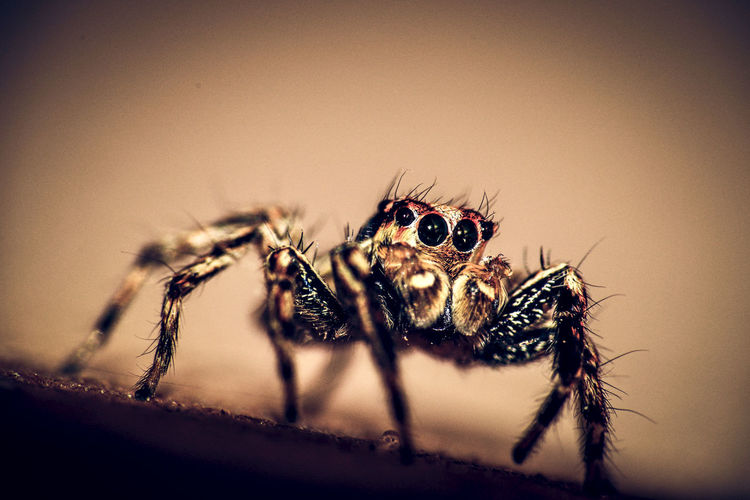 A dark macro shot of selective focus of a green and black jumping spider on a rough surface.
