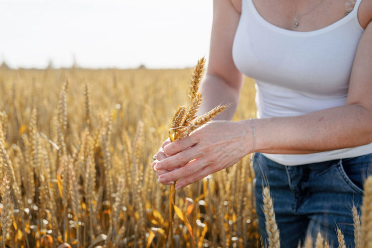 Closeup of mid adult woman walking on rye field enjoying nature holding rye spikes, copy space