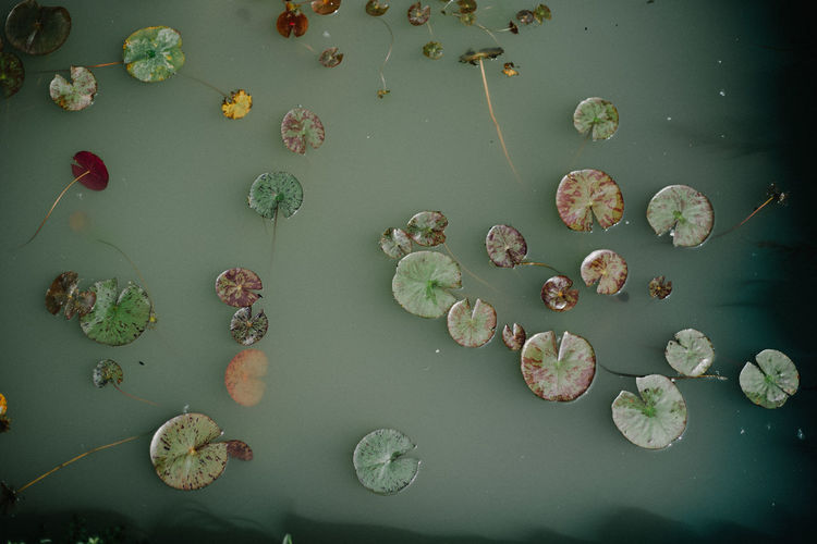 Close-up of flowers in water