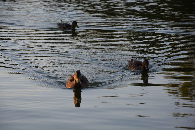 Two ducks swimming on lake