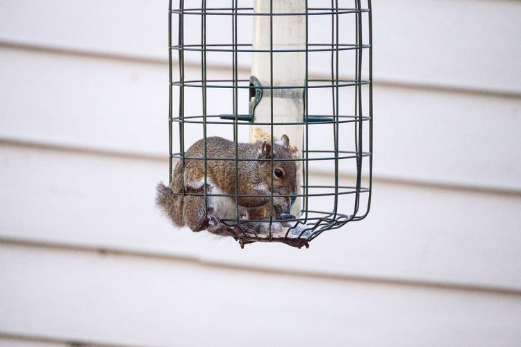 Fat eastern gray squirrel sciurus carolinensis forages for food as he is crammed into a bird feeder