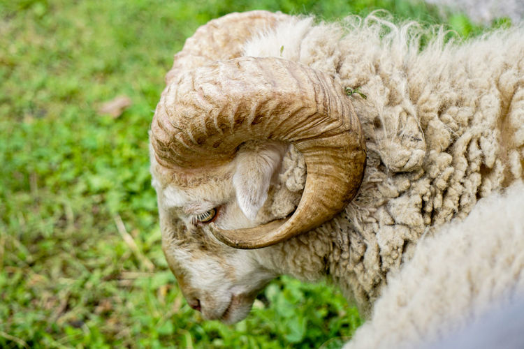 Close-up of animal sleeping on grass